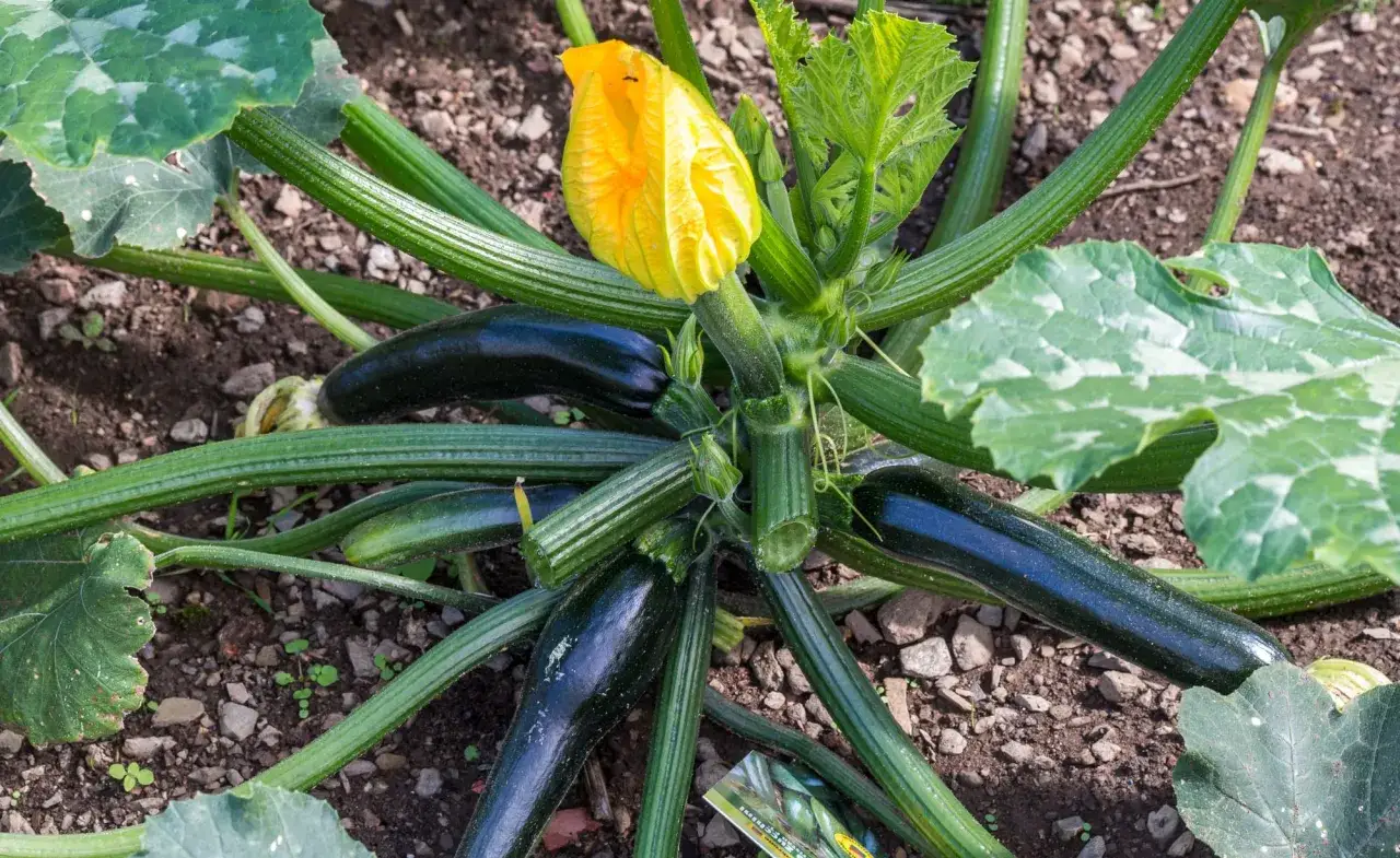 Dunkle Zucchini reifen an der Pflanze, bereit zum zucchini ernten. Eine gelbe Blüte ist sichtbar.