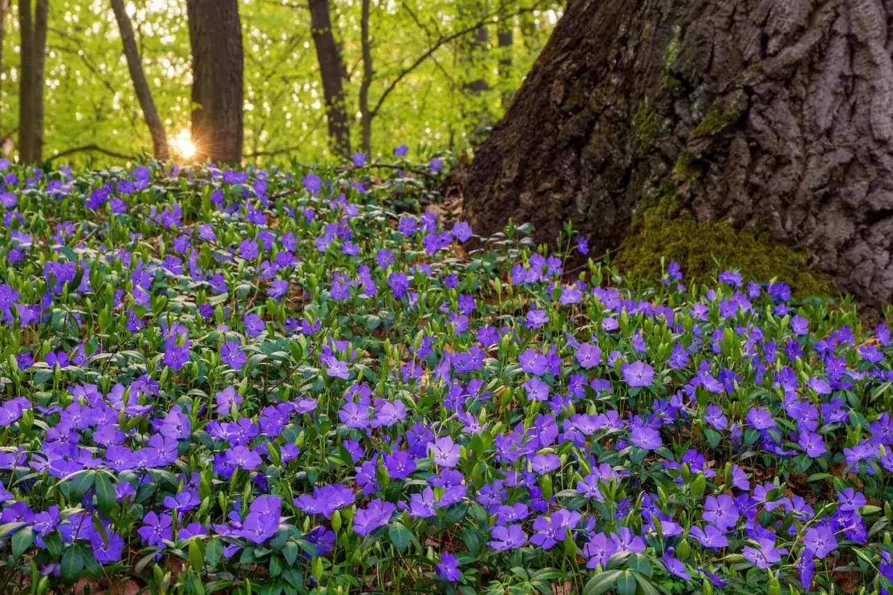 Ein Teppich aus blauen Bl&uuml;ten bedeckt den Waldboden. Dieser **bodendecker schatten** bl&uuml;ht &uuml;ppig im sanften Licht des Waldes.