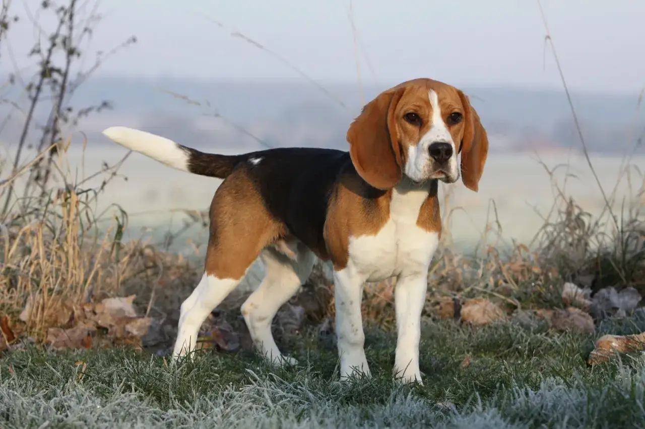 Dorosły beagle, z charakterystycznym umaszczeniem, stoi na mroźnej trawie.