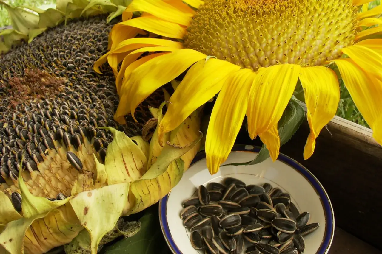 Un girasol maduro con semillas en un cuenco. Las pipas de girasol propiedades son muchas, &iexcl;un tesoro natural!