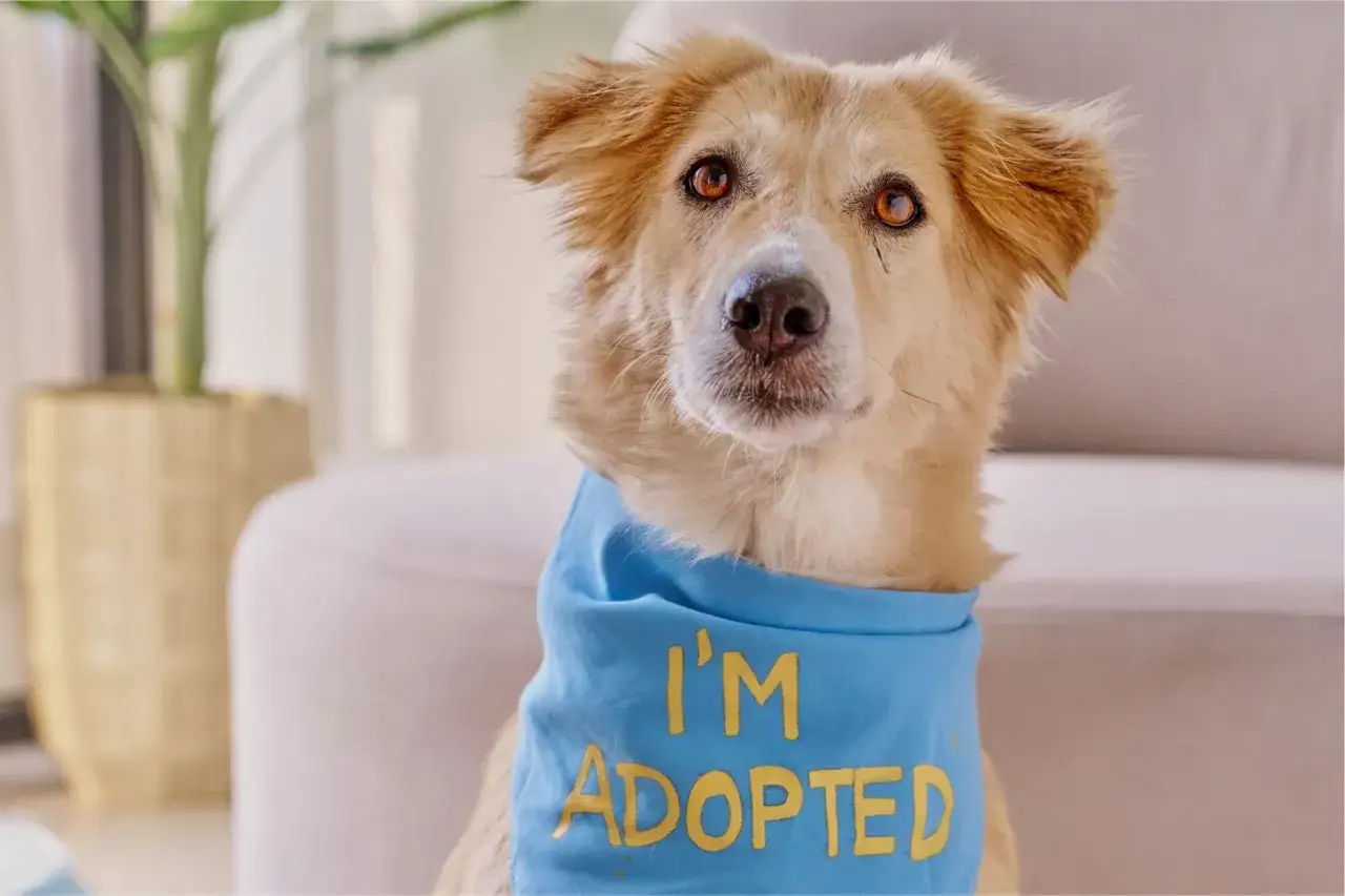 Perro adoptado con pa&ntilde;uelo azul que dice 