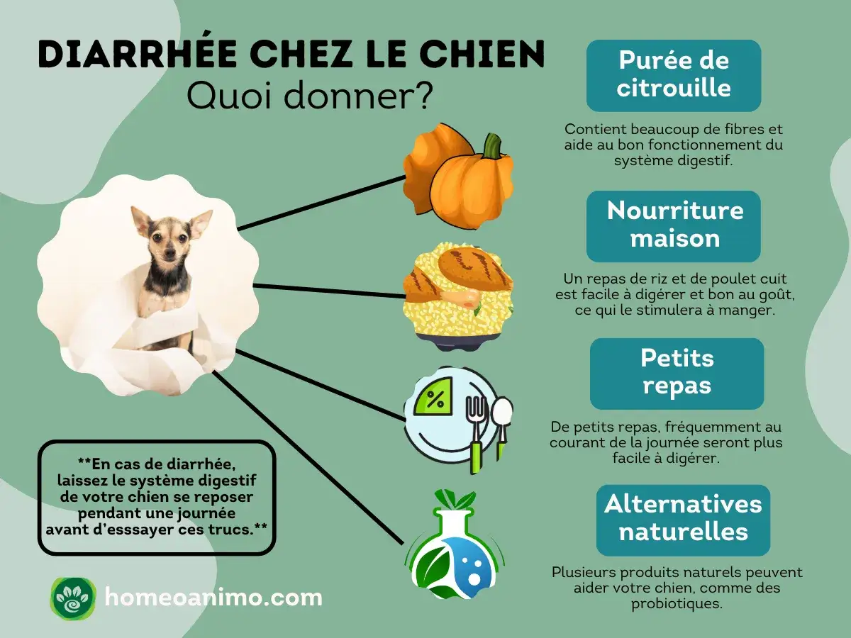 Conseils pour la diarrhée chez le chien : purée de citrouille, riz et poulet, petits repas et alternatives naturelles. Un remède naturel pour chien.