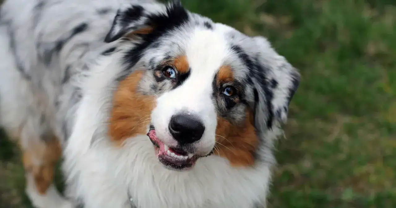Piękny pies rasy Australian Shepherd z tęczówką w dwóch kolorach, z lekko uchylonym pyskiem. Czy psy płaczą? Ten pies wygląda na szczęśliwego.