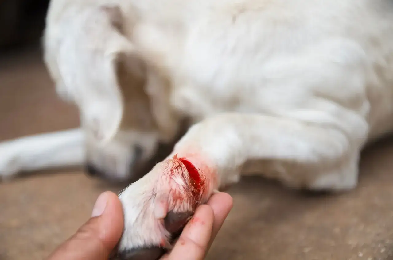 Una mano examina la almohadilla de un perro en carne viva, mostrando una herida abierta y sangrante en su pata.