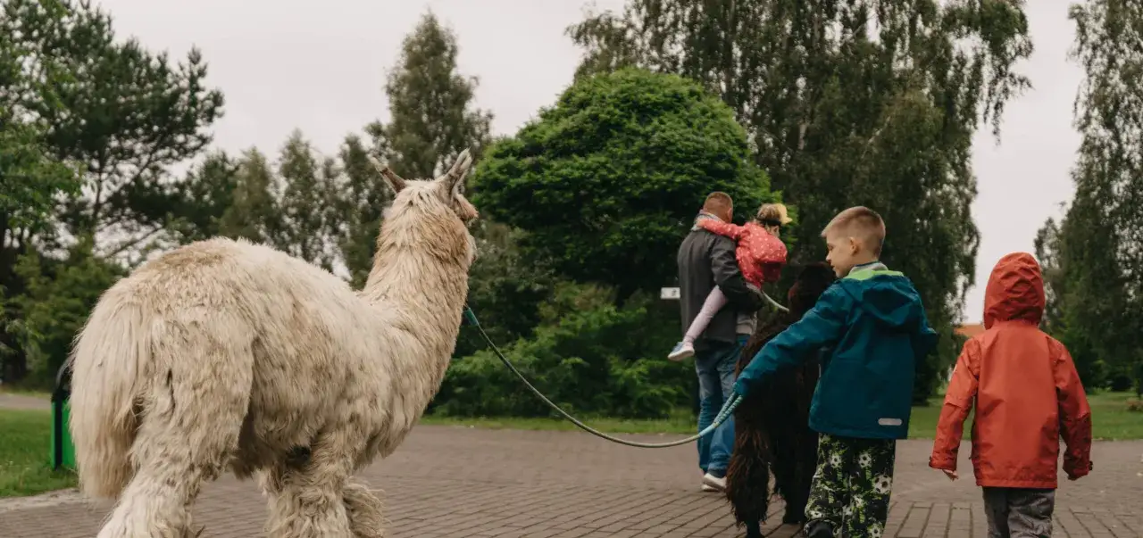 Rodzina spaceruje z alpakami w zoo nad morzem. Dzieci z zaciekawieniem patrzą na zwierzęta.