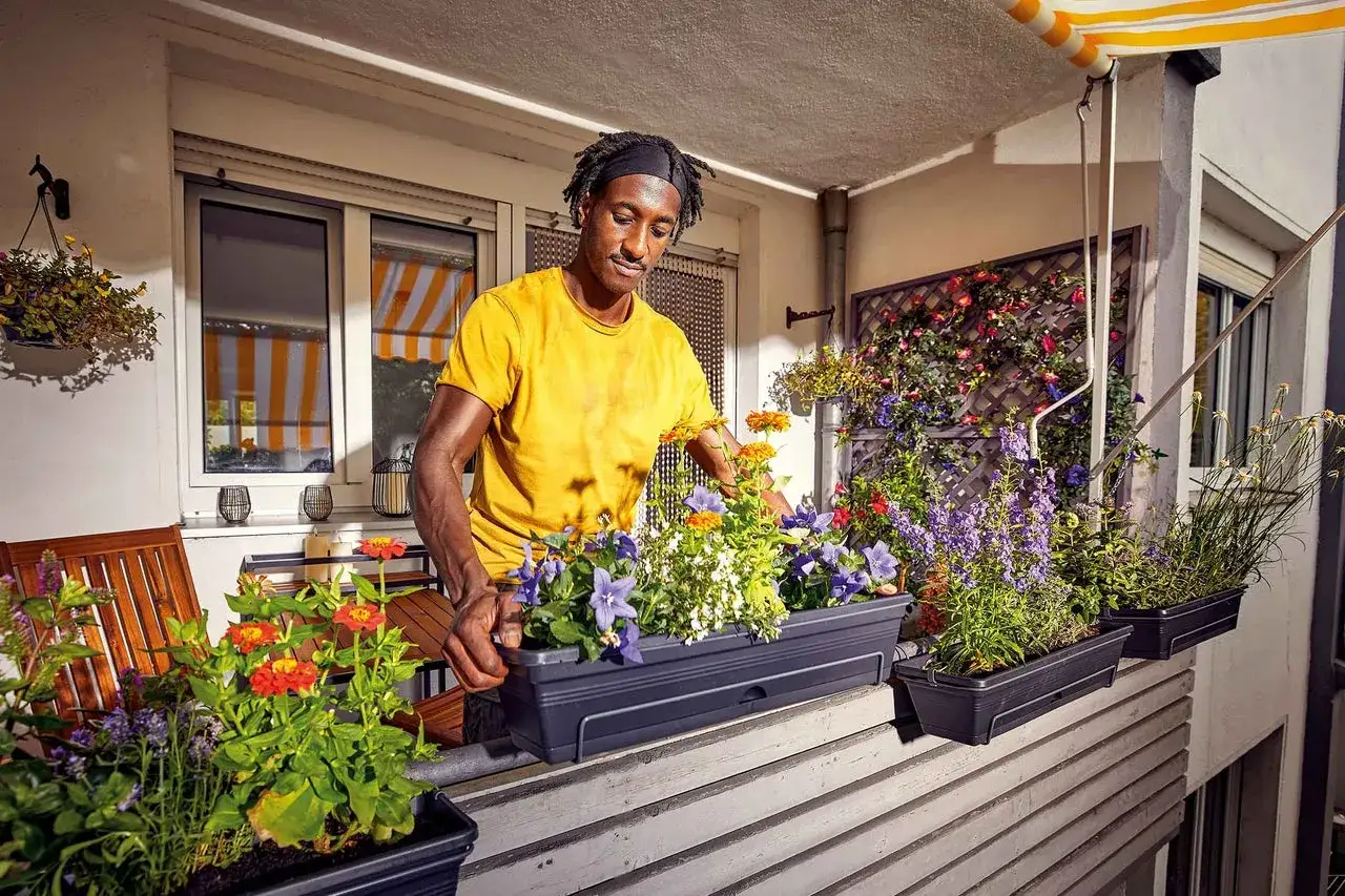 Mann bepflanzt einen 80 cm Blumenkasten mit bunten Blumen. Viele Pflanzen f&uuml;r einen sch&ouml;nen Balkon.