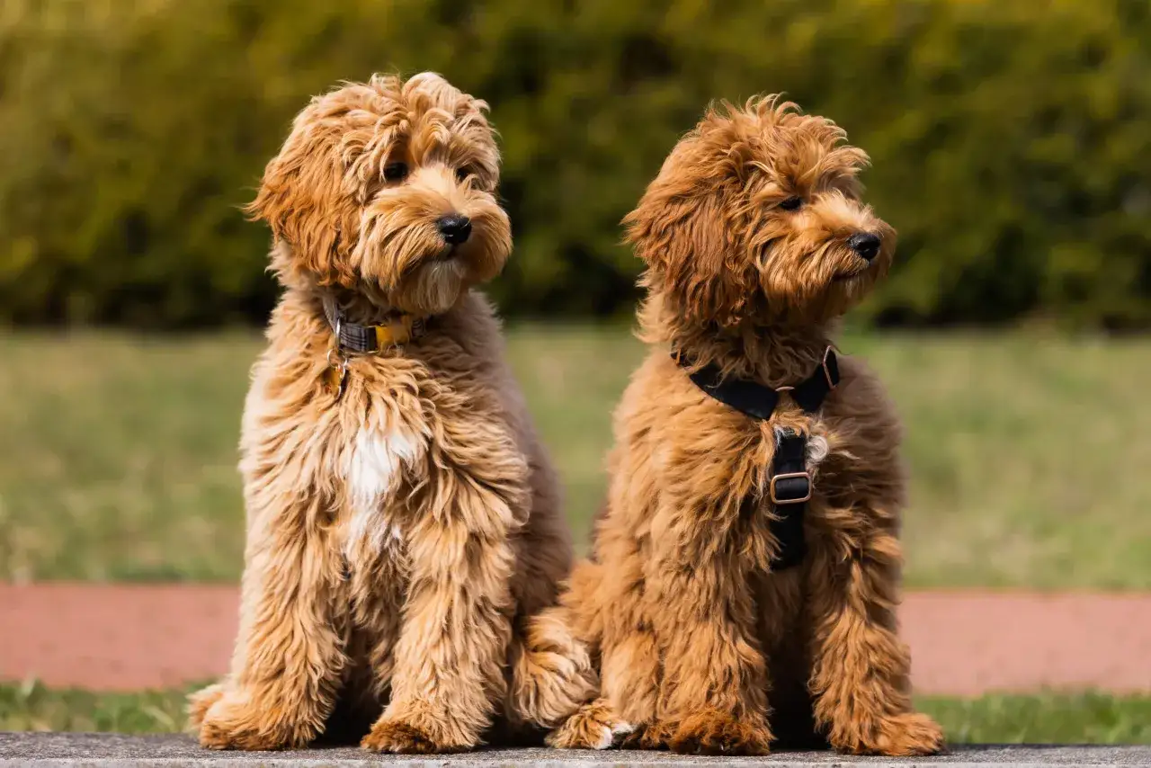 Dwa urocze szczenięta labradoodle siedzą na kamiennej ławce. Ich falująca, brązowa sierść i bystre oczy przyciągają uwagę. Zastanawiasz się nad labradoodle cena?