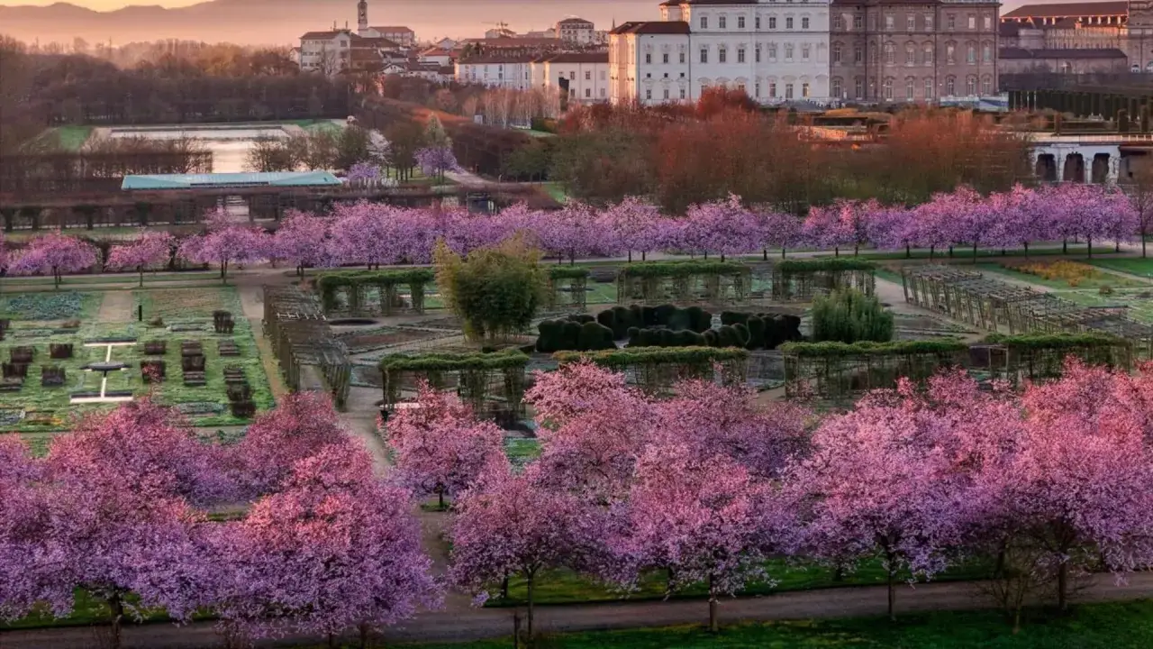 Un giardino incantevole, quando fiorisce il ciliegio, con alberi rosa acceso che incorniciano un palazzo storico e un laghetto.