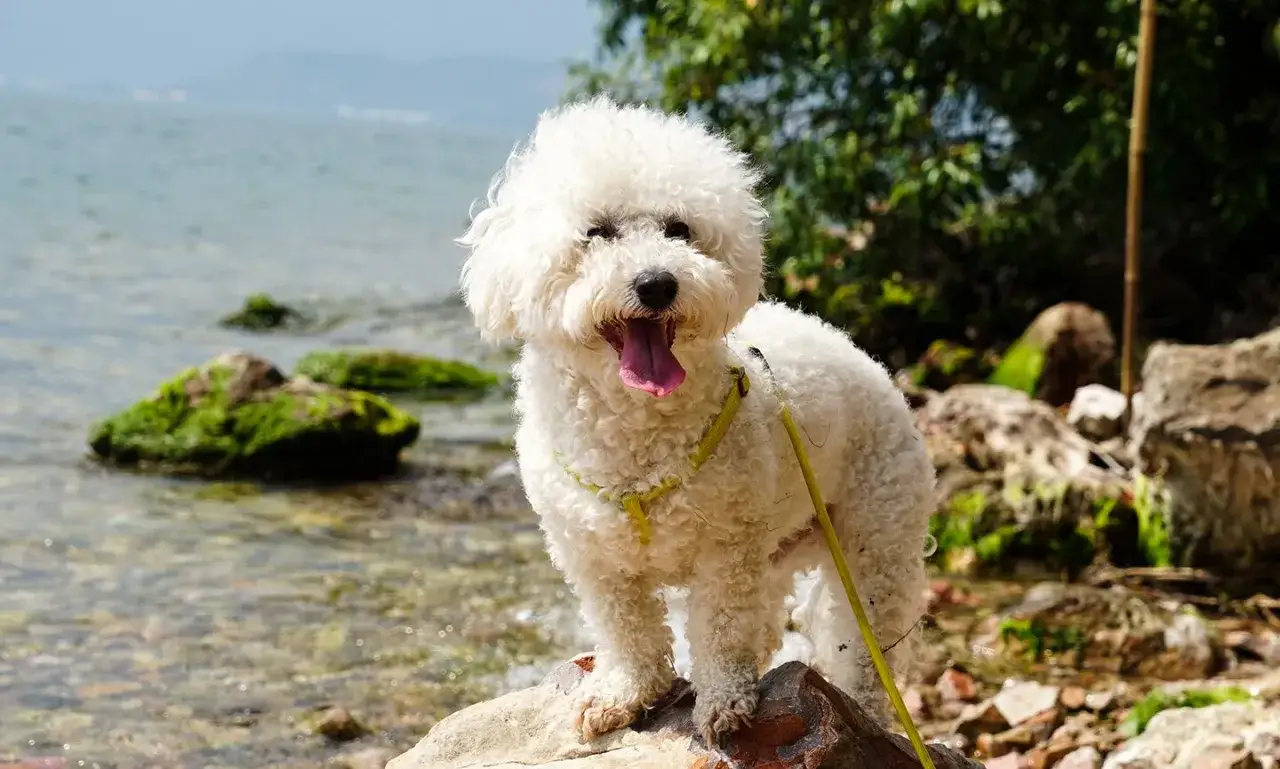 Un adorable bichon frisé, tout blanc et bouclé, profite d'une journée ensoleillée au bord de l'eau, la langue pendante.