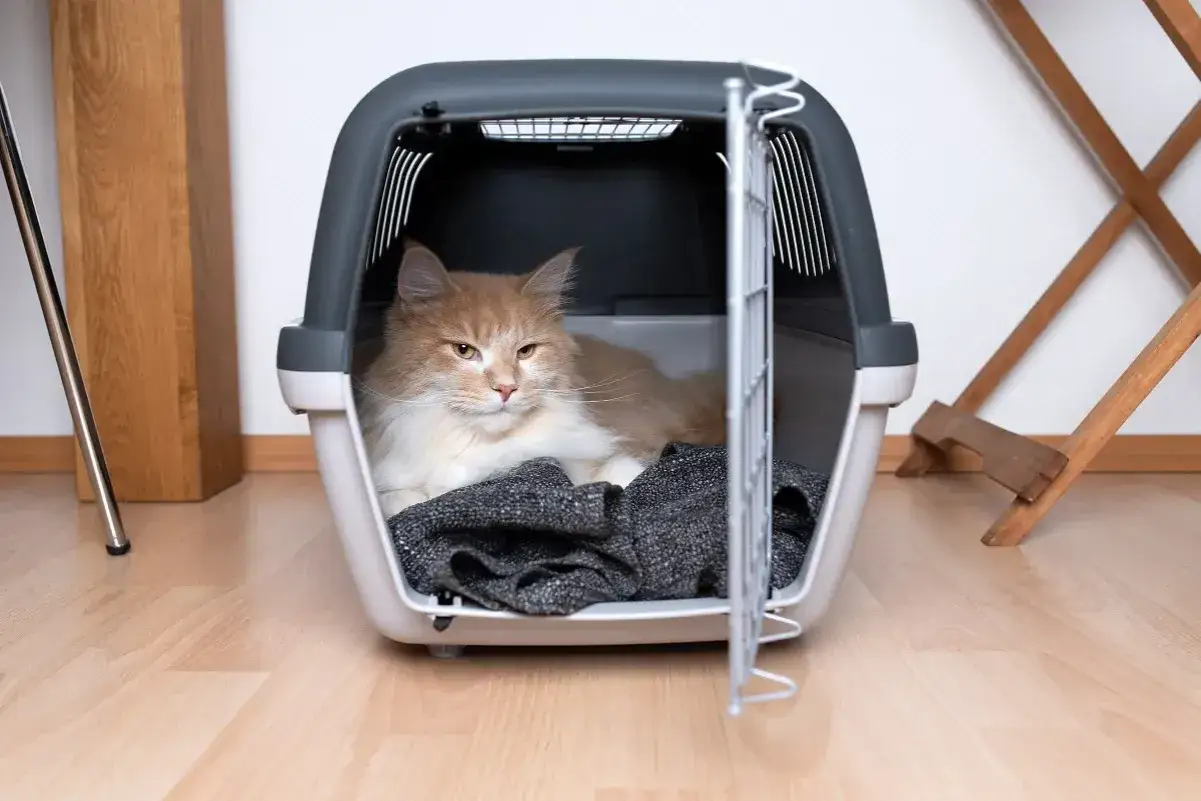 transporter dla kota do samolotu kabina i luk porównanie