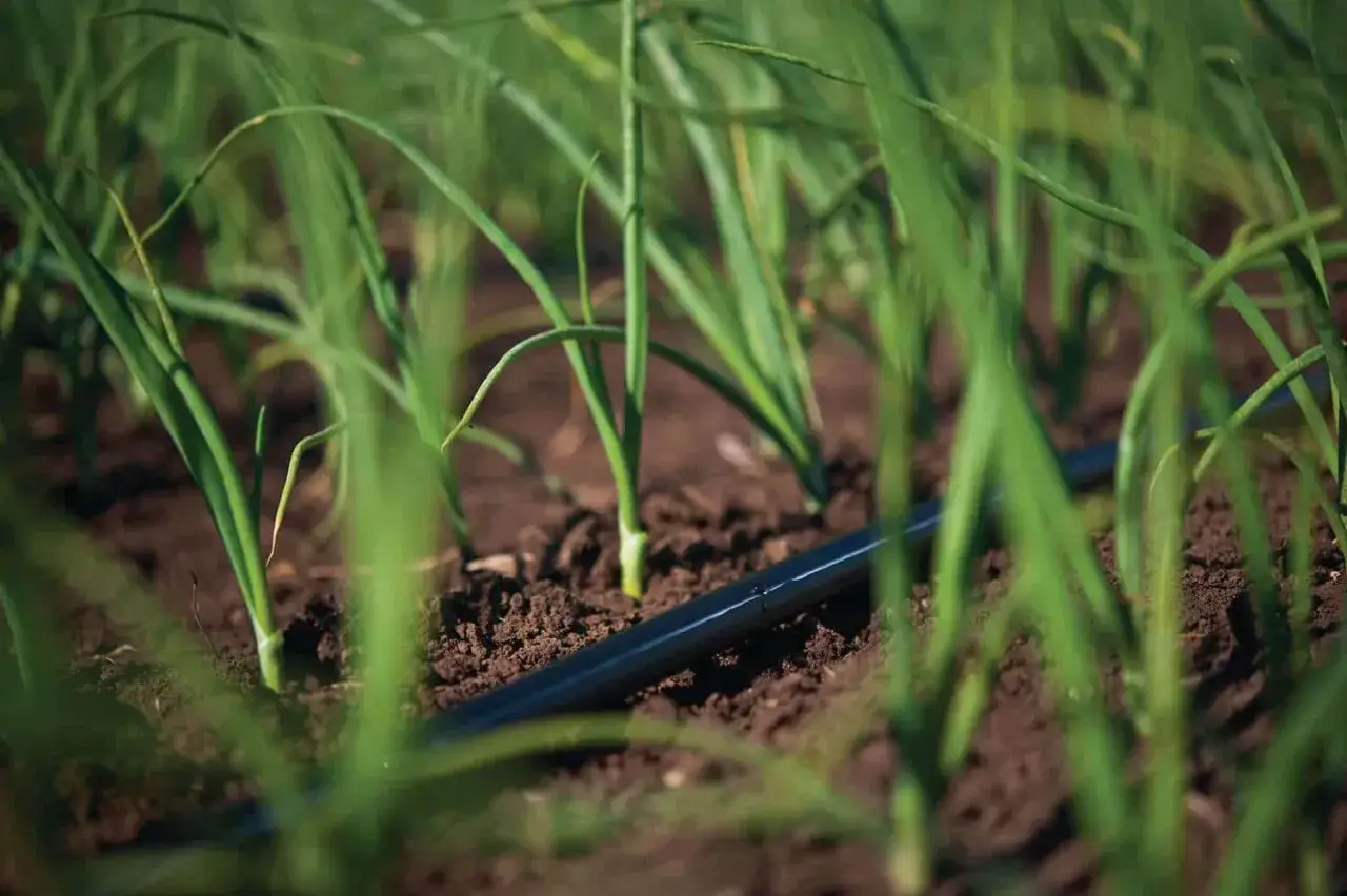Arrosage oignon par goutte-à-goutte. Des jeunes pousses vertes émergent d'un sol brun, avec un tuyau noir d'irrigation posé au sol.