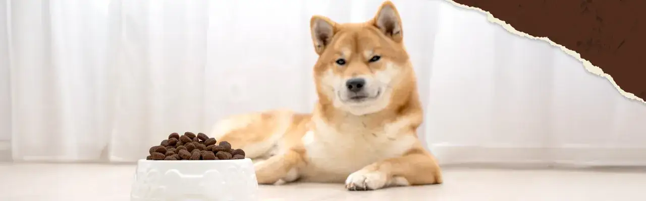 Shiba Inu liegt neben vollem Napf. Hund frisst nicht &ndash; wie lange warten?