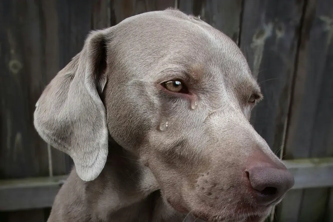 Un Weimaraner con una l&aacute;grima en el ojo. Parece que mi perro llora por todo, incluso por la brisa.