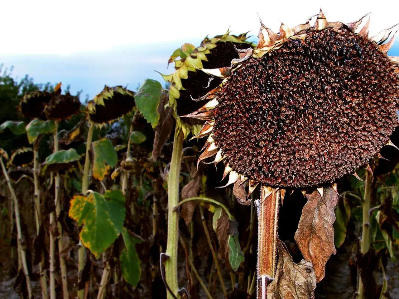 Ein Feld voller **Sonnenblumen trocknen** im Spätsommer. Die Blütenköpfe sind braun und voller Samen, die Blätter welk.