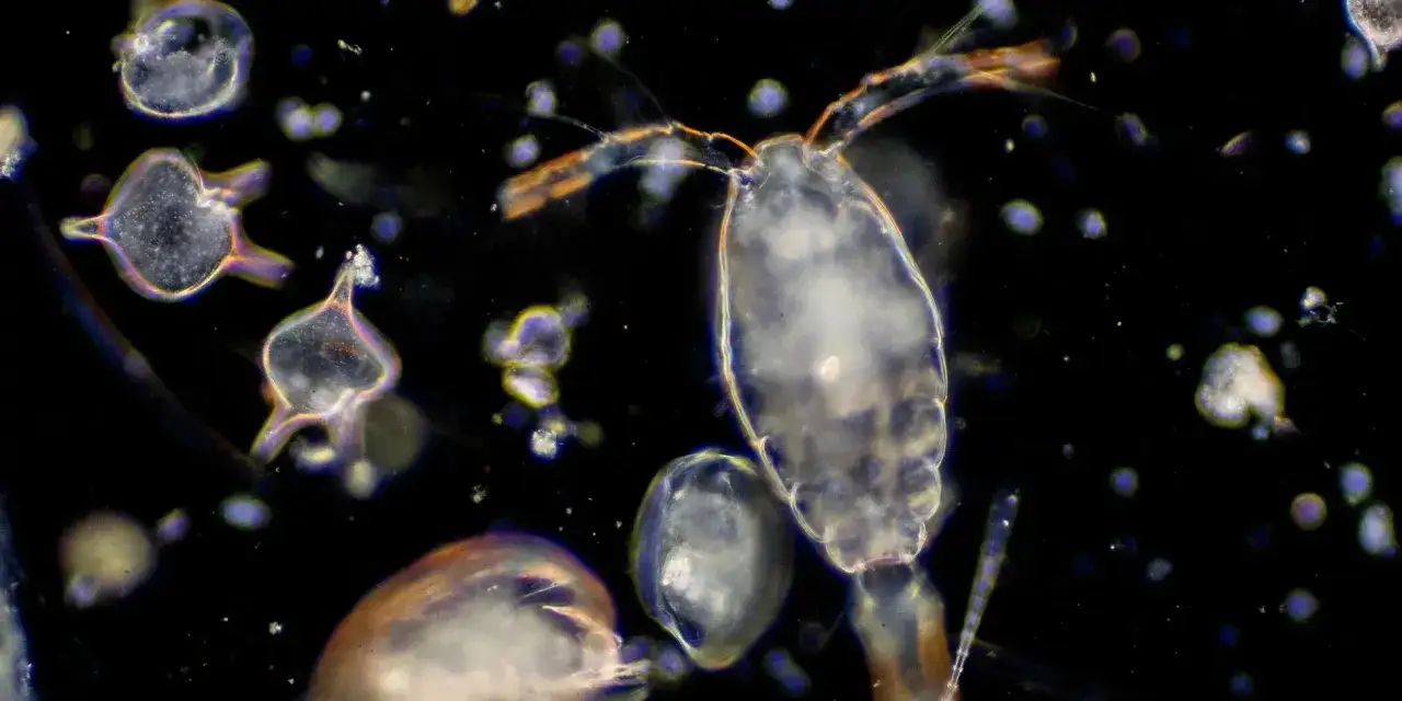 Ein mikroskopischer Blick auf das tierische Plankton: Ein Copepode mit seinen charakteristischen Antennen schwimmt zwischen winzigen, sternförmigen Organismen und anderen unbekannten Lebewesen im dunklen Wasser.