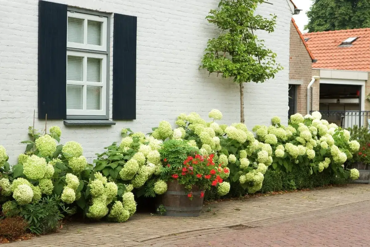 Magnifiques hortensias blancs plantés près d'un mur blanc, avec des volets bleus. Ils semblent assez proches du mur, peut-être 30-50 cm, pour une belle floraison.