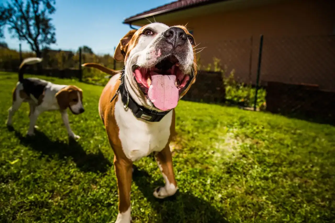 Dwa psy, jeden duży brązowo-biały z językiem na wierzchu, drugi mniejszy beagle, bawią się na trawie. Idealni towarzysze do walki o uwagę!