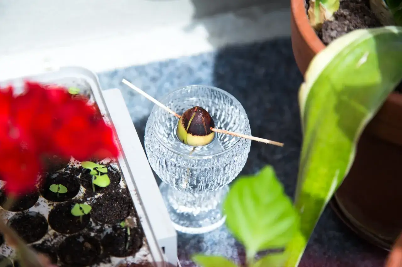 En avokadokärna med tandpetare vilar i ett glas med vatten, redo att börja odla avokado. Små plantor syns i bakgrunden.