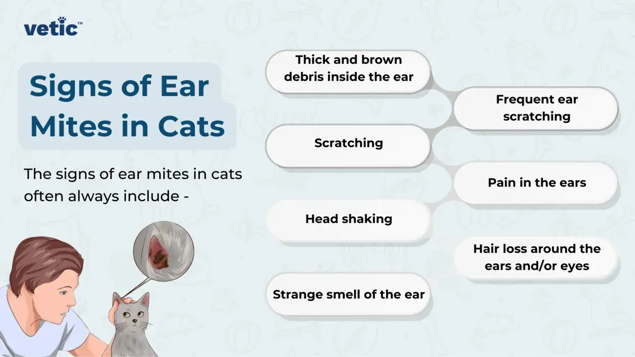 Se&ntilde;ales de &aacute;caros en orejas de gatos: rascado frecuente, secreci&oacute;n marr&oacute;n, dolor, mal olor y p&eacute;rdida de pelo.