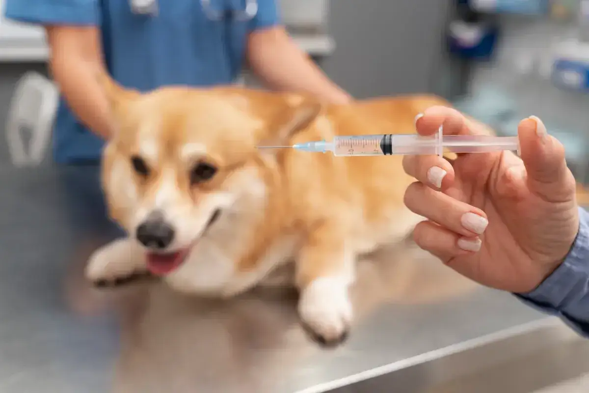 Weterynarz przygotowuje szczepienia szczeniaka. Uroczy piesek corgi leży na stole, a w ręce trzymana jest strzykawka.