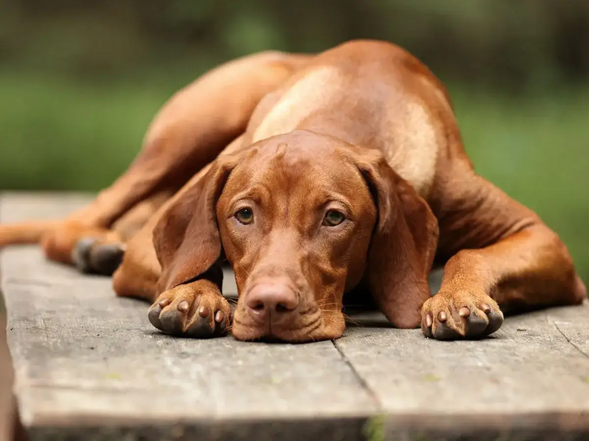 Un perro de color canela yace en una mesa de madera, con la cabeza baja y una mirada que sugiere depresi&oacute;n en perros.