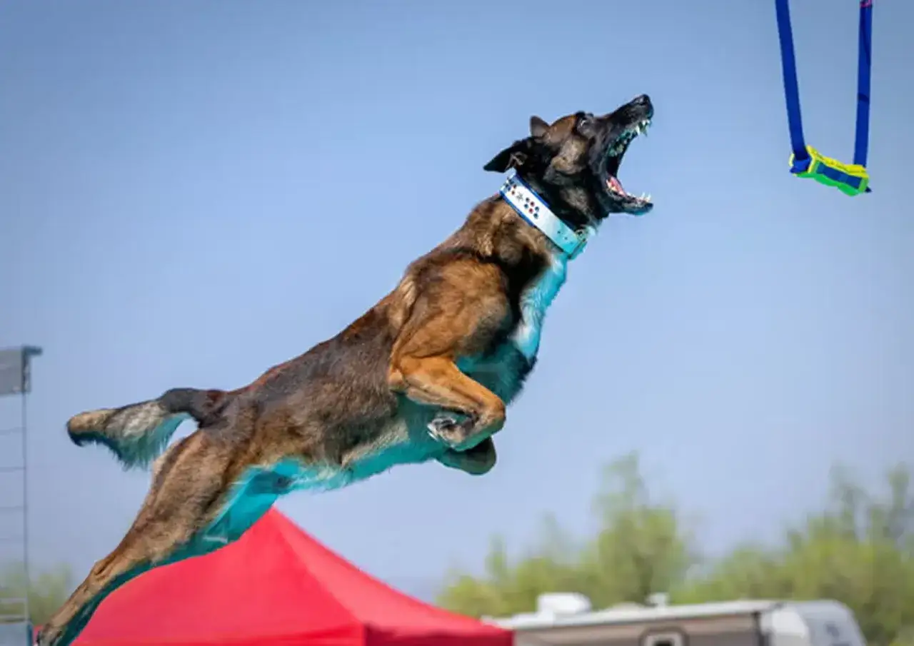 Un chien malinois bondit dans les airs, gueule ouverte, vers une cible suspendue.