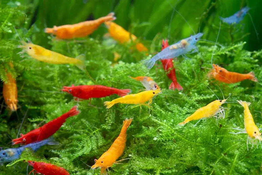 Krewetki Neocaridina w akwarium