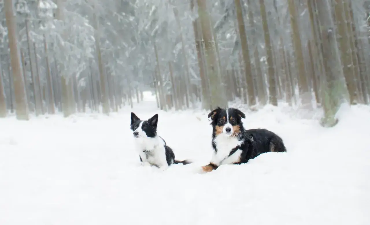 Ein Border Collie und ein Australian Shepherd ruhen im Schnee, umgeben von einer verschneiten Waldkulisse.