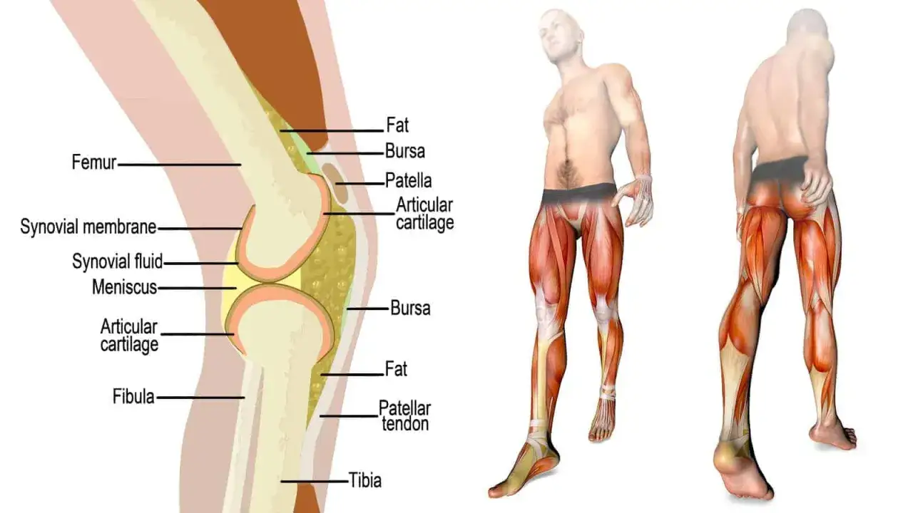 Anatomia del ginocchio e muscoli delle gambe in movimento, essenziali per la camminata.