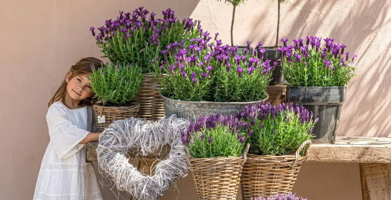 Ein Mädchen in Weiß lehnt sich an einen Korb mit duftendem Lavendel. Die Frage