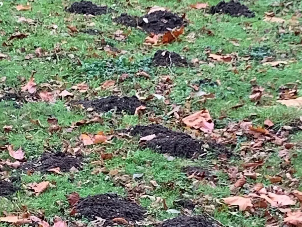 Viele Maulwurfsh&uuml;gel auf einer gr&uuml;nen Wiese mit Herbstlaub. Die Frage, wie lange bleibt ein Maulwurf im Garten, besch&auml;ftigt viele Gartenbesitzer.