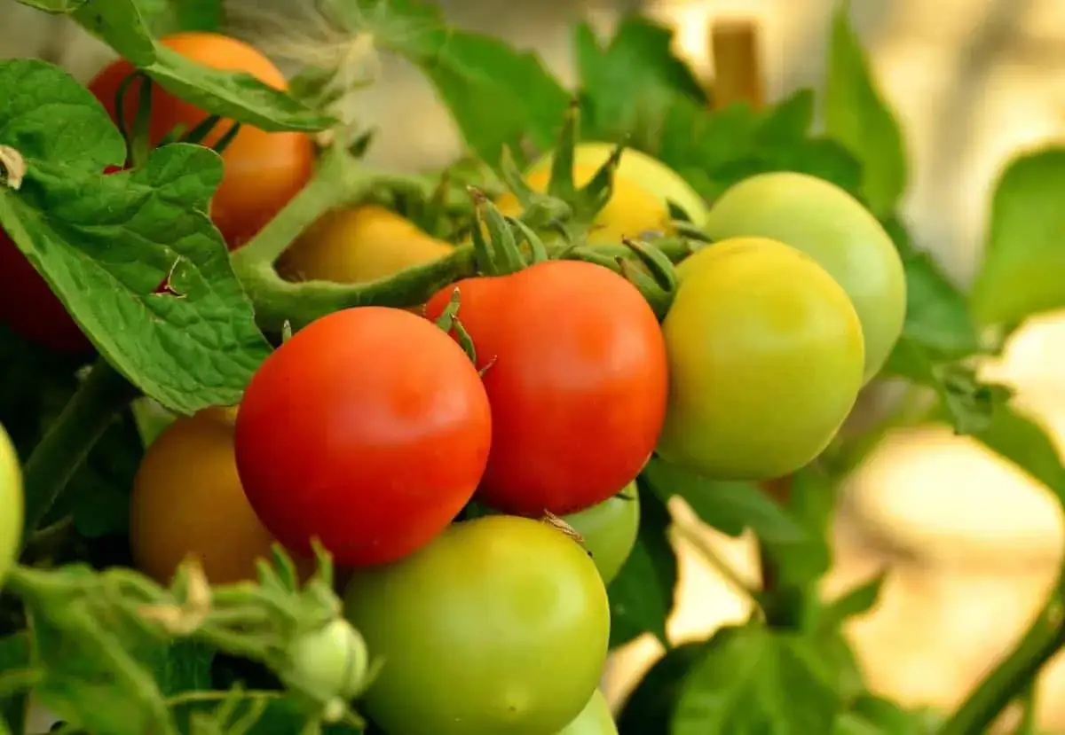Grappe de tomates m&ucirc;res et de tomates vertes sur un plant. Les tomates vertes promettent une r&eacute;colte savoureuse.