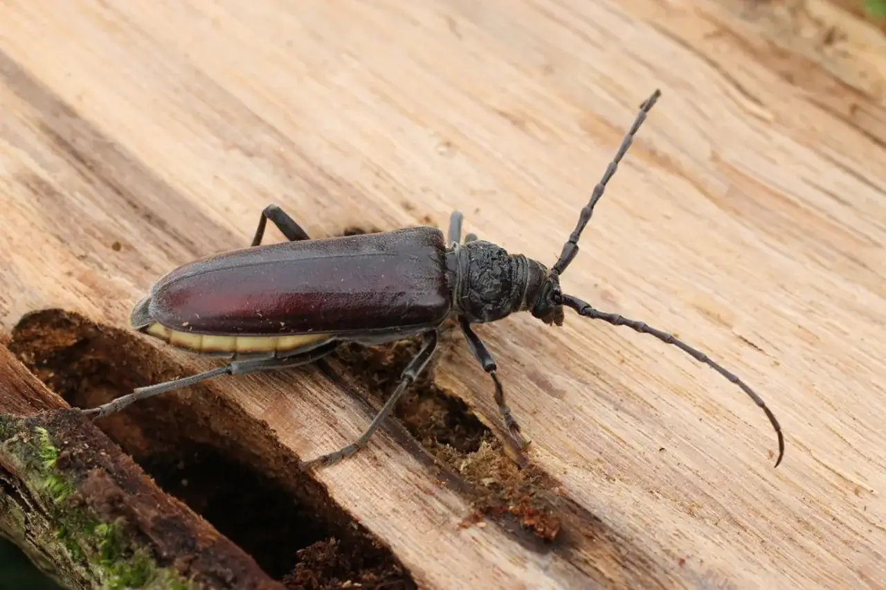 Gros plan d'un longicorne, un des insectes du bois, sur une surface de bois brut. Ses longues antennes sont visibles.