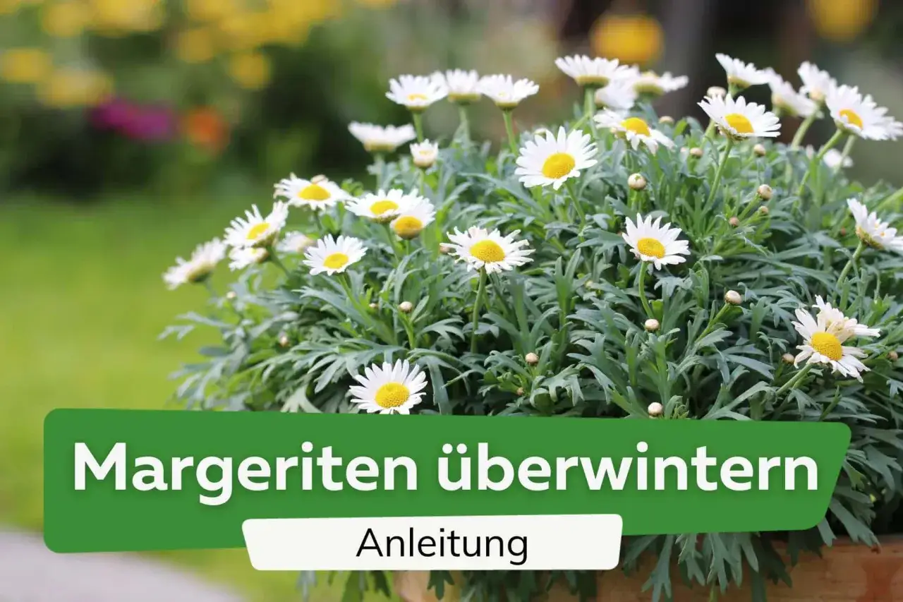 Winterharte Margeriten in voller Bl&uuml;te, bereit f&uuml;r die &Uuml;berwinterung. Anleitung f&uuml;r Ihre Gartenfreunde.