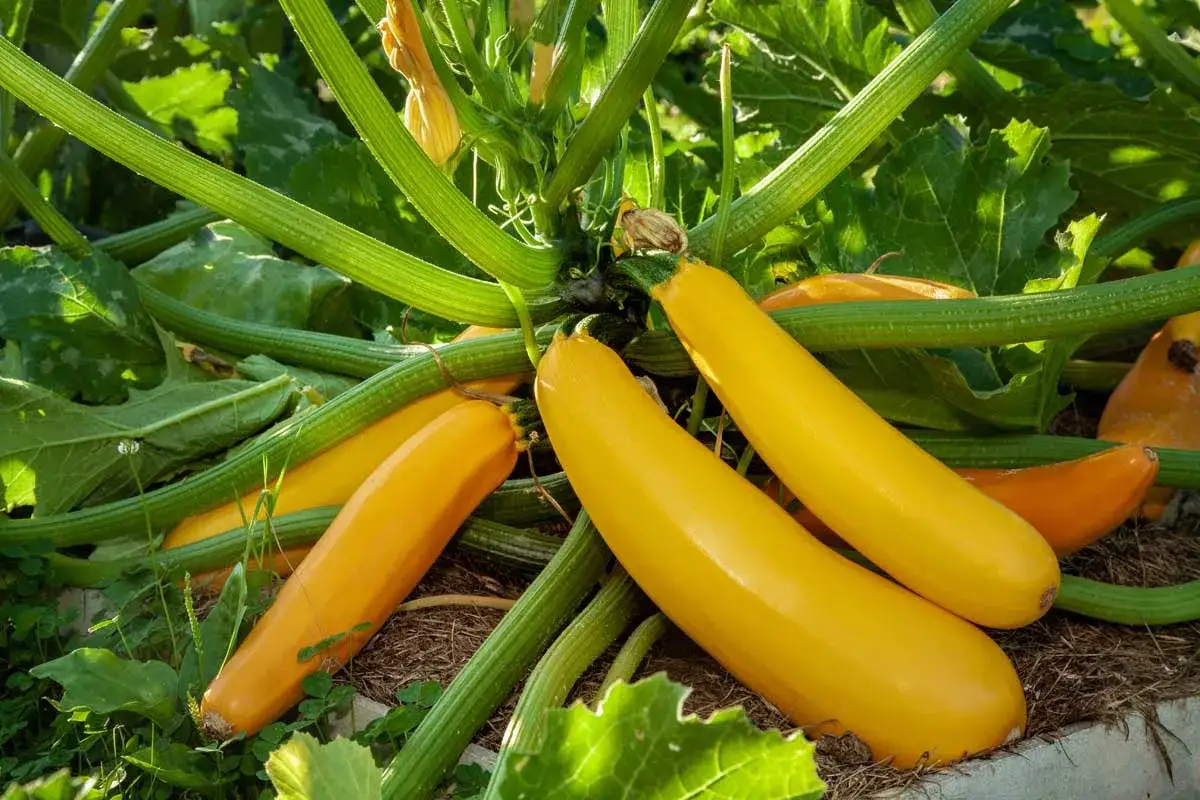 Des courgettes jaunes, fruits de la patisson culture, poussent sur leur plant vert.