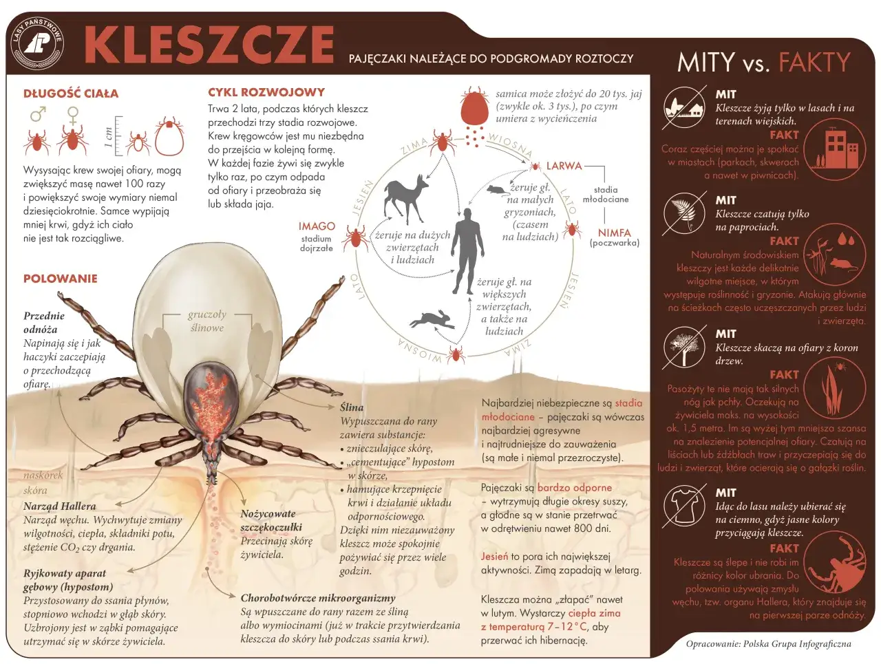 kleszcz budowa pajęczaka