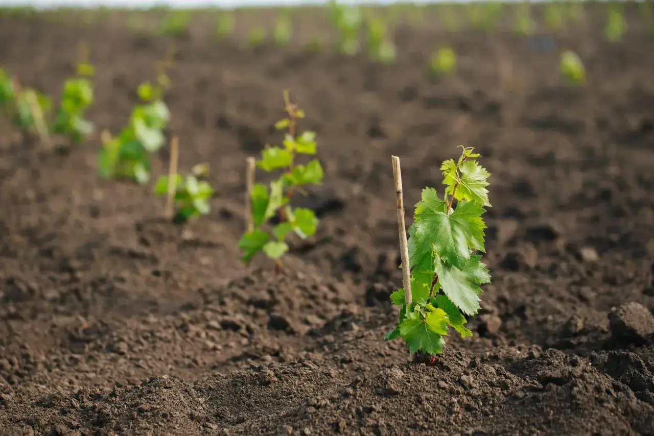 Jeunes plants de vigne, promettant un futur gros manseng, s'&eacute;panouissent dans la terre fra&icirc;chement labour&eacute;e.