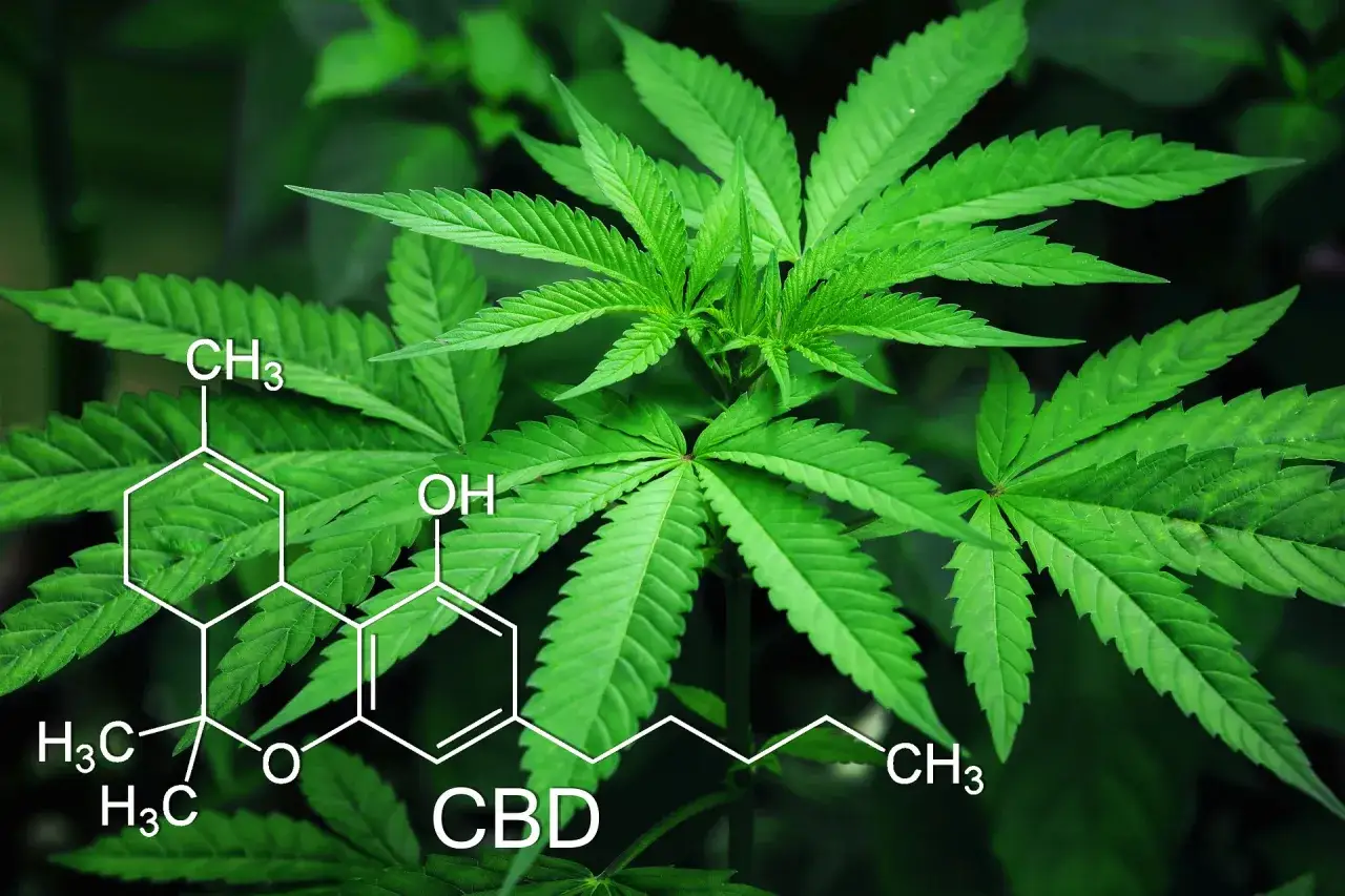 Marihuana w Polsce prawo