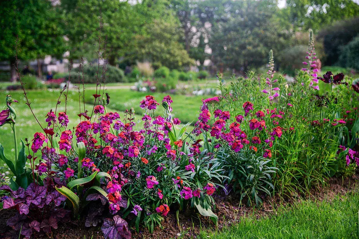 Un parterre de fleurs aux tons roses et violets, une plante pour bordure sans entretien, s'épanouit dans un jardin verdoyant.