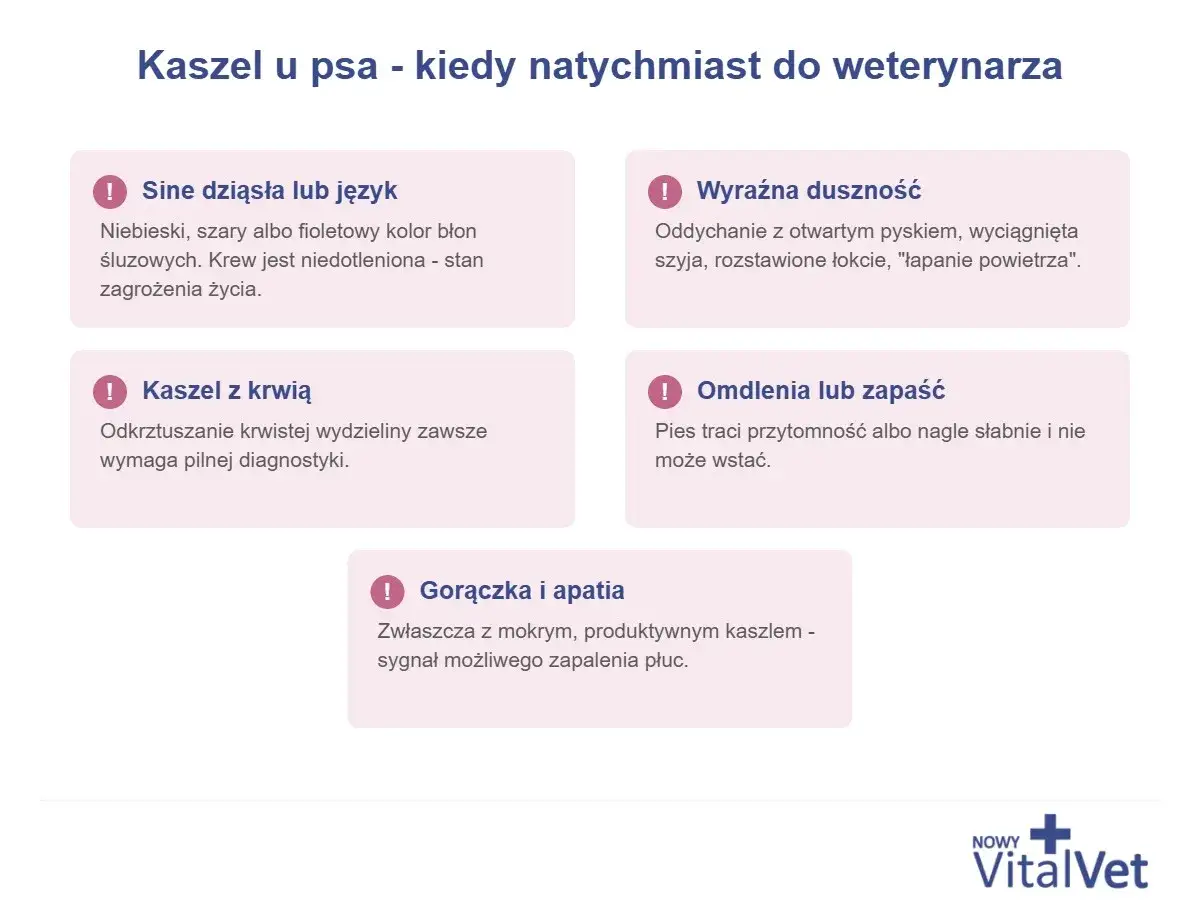 Sine dziąsła, duszność, kaszel z krwią, omdlenia, gorączka i apatia to objawy, po których pies zdechnie, jeśli nie otrzyma natychmiastowej pomocy weterynaryjnej.