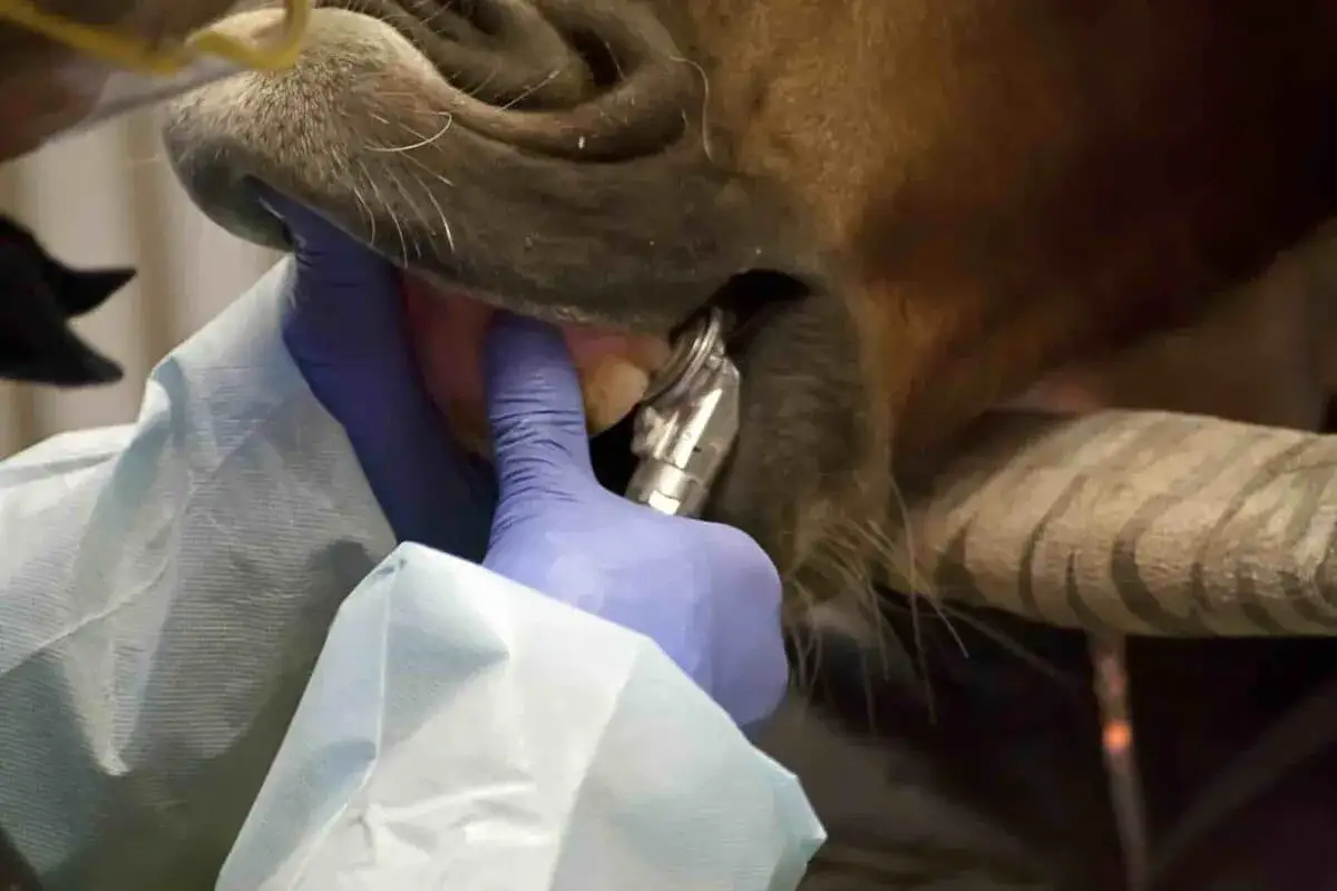 Pferd wird zahnärztlich behandelt. Gute Zahnpflege ist wichtig für die eotrh lebenserwartung.