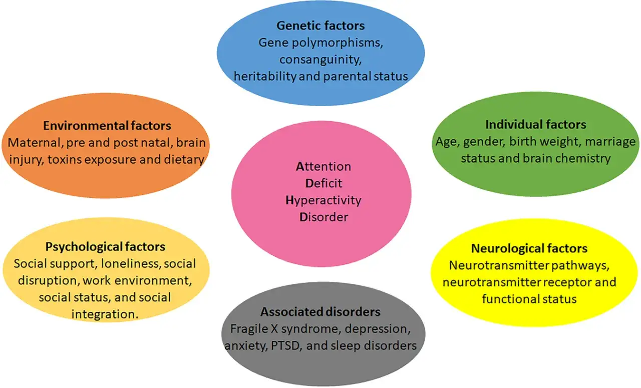 Diagram pokazuje, że czy ADHD jest dziedziczne, zależy od czynników genetycznych, środowiskowych, indywidualnych, psychologicznych, neurologicznych i powiązanych zaburzeń.