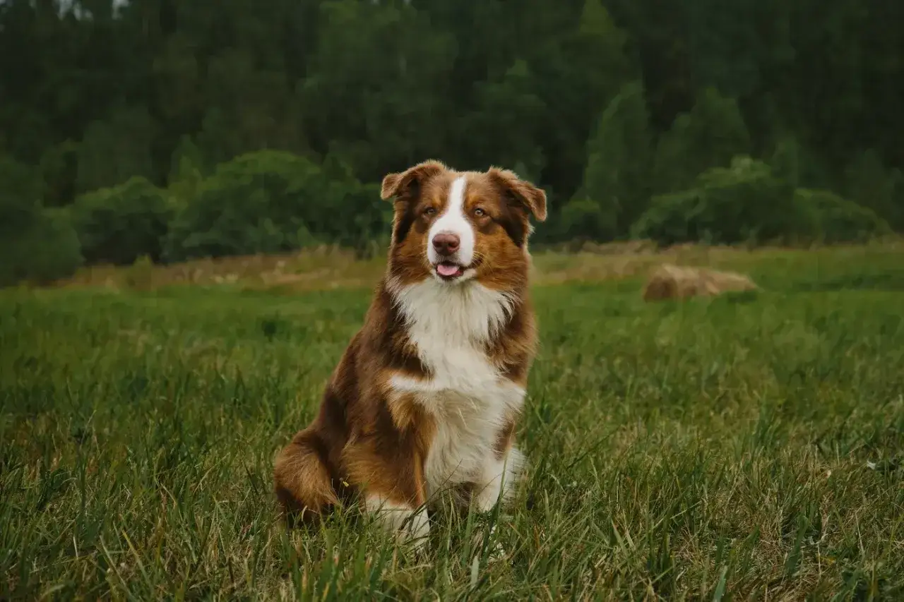 Ein brauner Mini Australian Shepherd sitzt auf einer grünen Wiese vor einem Wald.