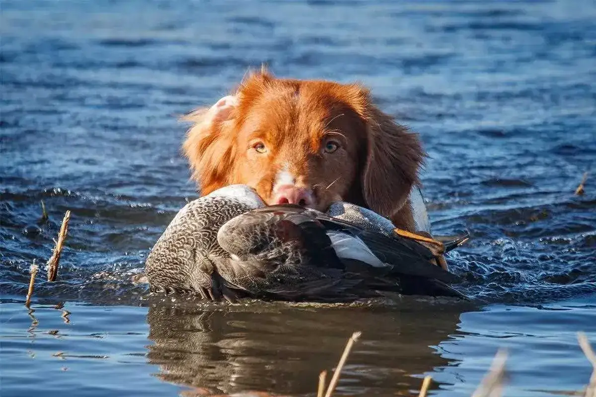 Un chien de la Nouvelle-Écosse, au pelage doré, ramène fièrement un canard dans l'eau.