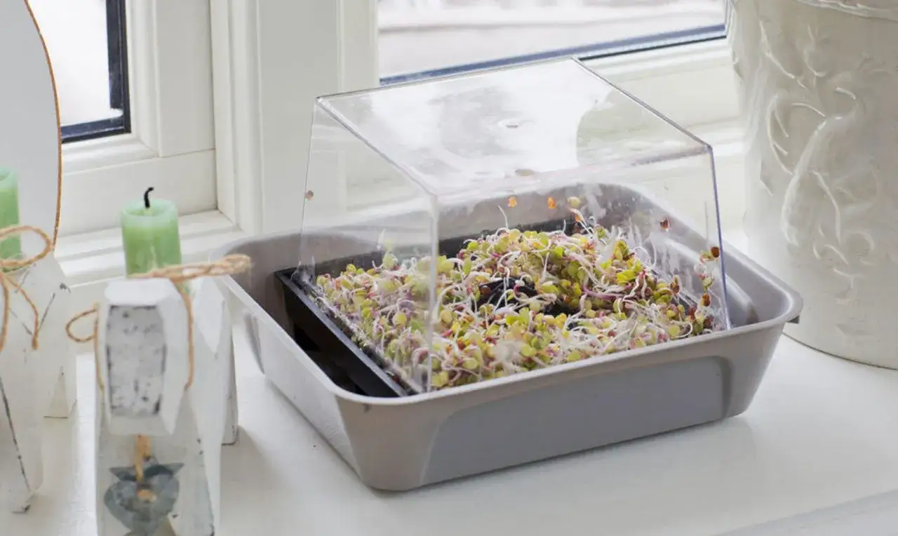 En bricka med groddar under ett plastlock, perfekt för att odla groddar hemma.