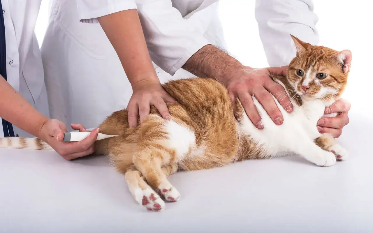 Veterinarios toman la temperatura a un gato naranja y blanco para verificar la temperatura normal de un gato.