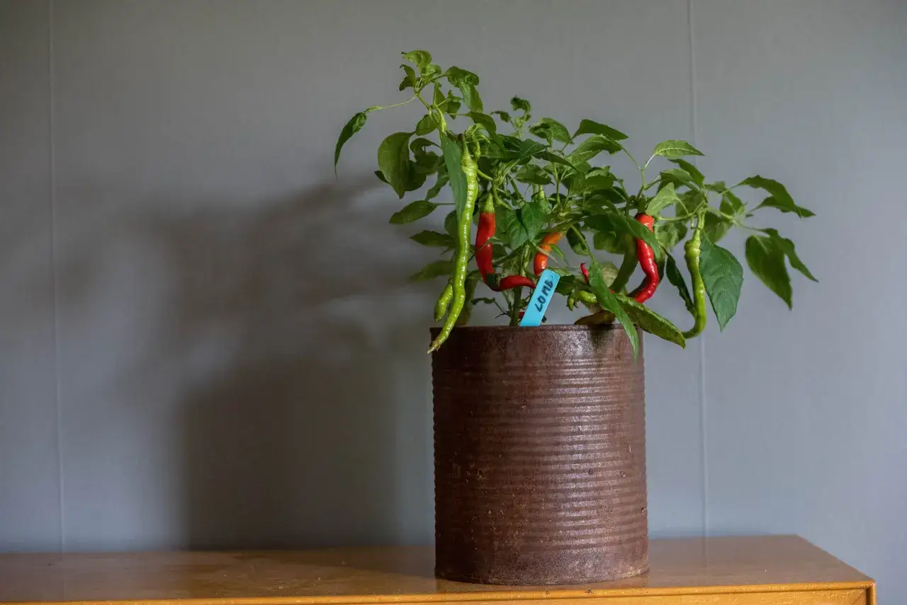 En planta med r&ouml;da och gr&ouml;na paprikor i en rostig konservburk. Ett bevis p&aring; att det g&aring;r att odla paprika inomhus.