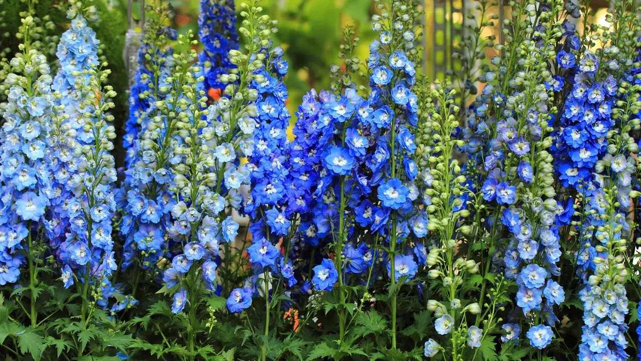 Blau leuchtende Rittersporn-Bl&uuml;ten, die trotz ihrer Sch&ouml;nheit giftig sind.