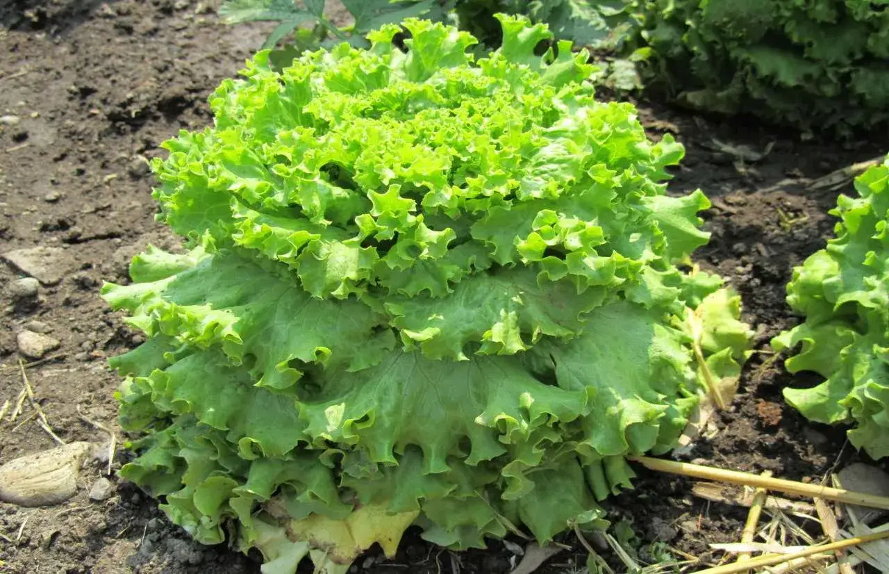 Lattuga riccia verde brillante cresce nel terreno. La semina lattuga &egrave; un successo, con foglie rigogliose pronte per essere raccolte.