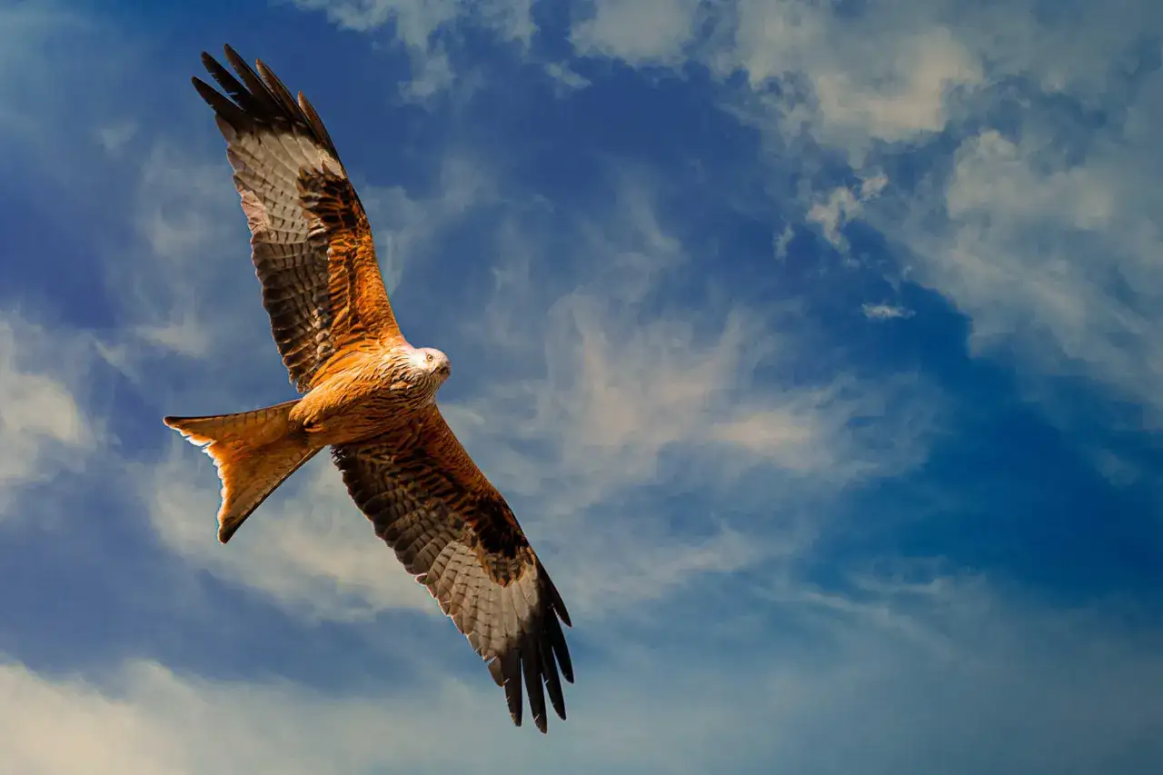 Ein Rotmilan, ein majestätischer Bussard, gleitet durch den blauen Himmel.
